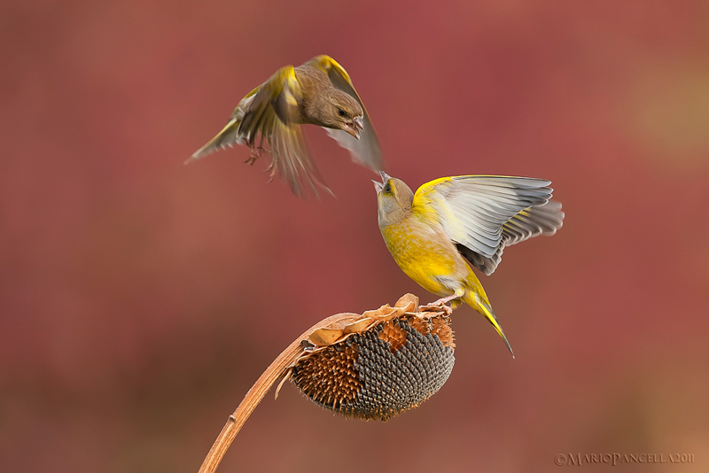 VERDONI - Carduelis chloris